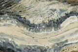 Mammoth Molar Slice With Case - South Carolina #350004-2